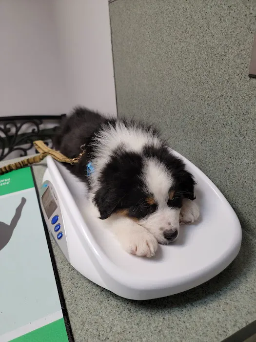 Country Companion Animal Hospital 12