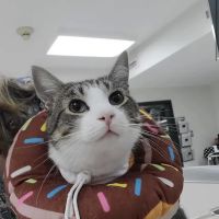 Country Companion Animal Hospital ico