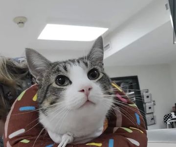 Country Companion Animal Hospital