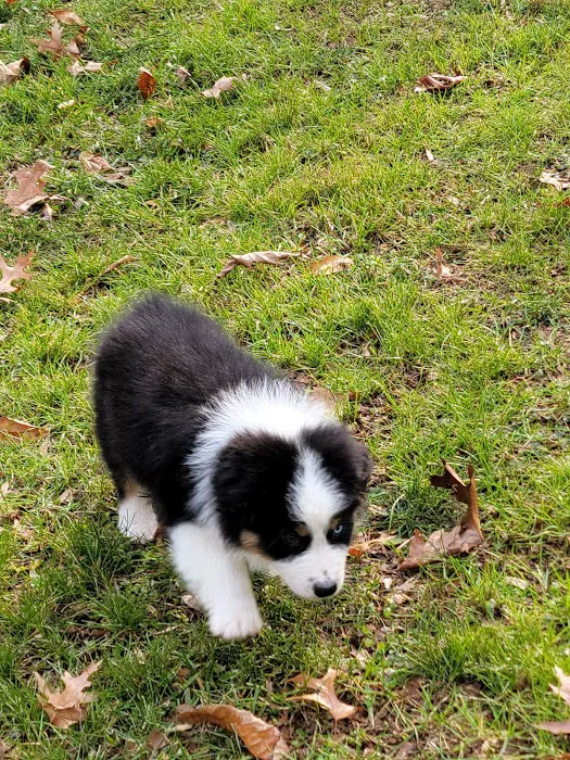 Country Companion Animal Hospital 12