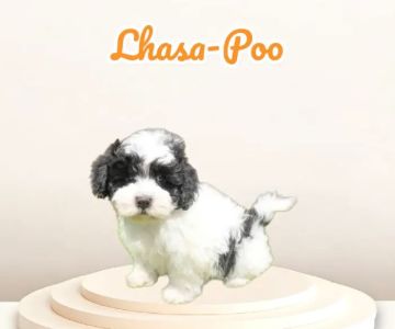 Waggles Puppy Boutique - Duluth