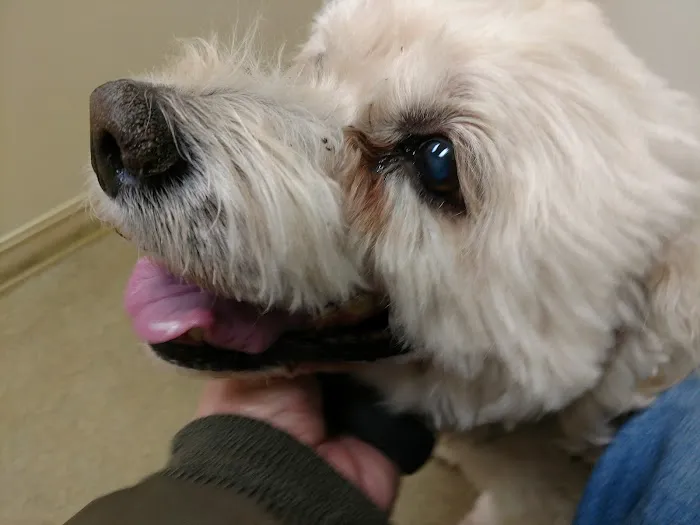 Animal Veterinary Center 12