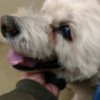 Animal Veterinary Center ico