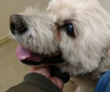 Animal Veterinary Center