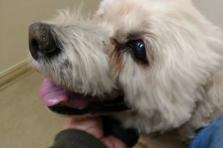 Animal Veterinary Center