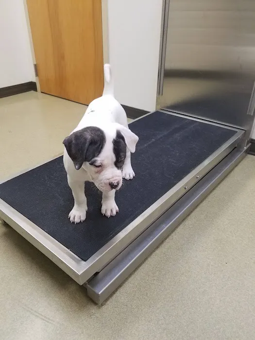 Animal Veterinary Center 12