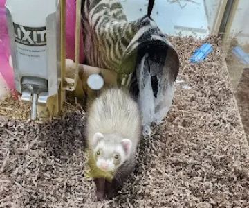 Pet Supermarket