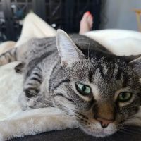 Animal Veterinary Center: Shultz, Teri DVM ico