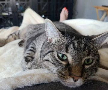 Animal Veterinary Center: Shultz, Teri DVM
