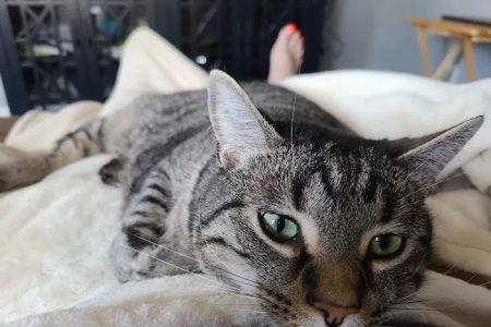 Animal Veterinary Center: Shultz, Teri DVM