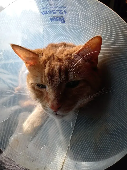 Animal Haven Veterinary Center 12