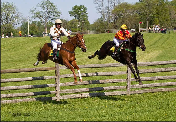 Equine Veterinary Care 12