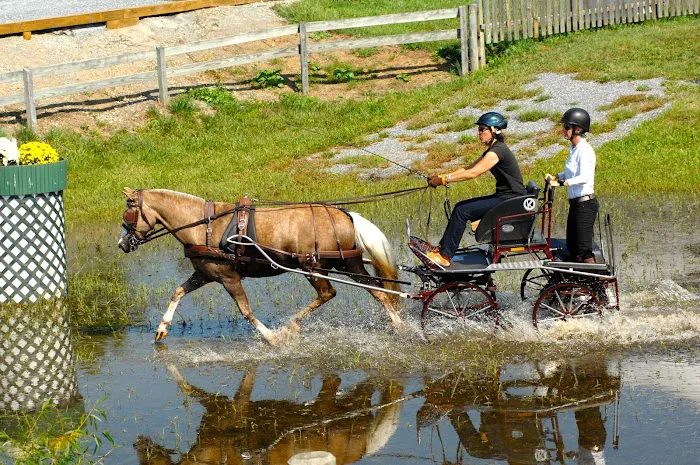 Equine Veterinary Care 12