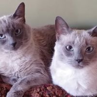 Stoneback Veterinary Associates ico