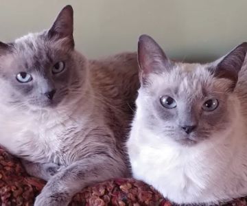 Stoneback Veterinary Associates