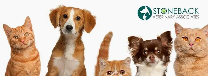 Stoneback Veterinary Associates 8