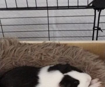 Petco