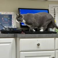 Oxford Veterinary Hospital ico
