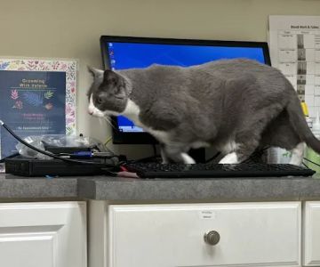 Oxford Veterinary Hospital