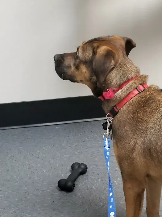 VCA Glasgow Animal Hospital 12