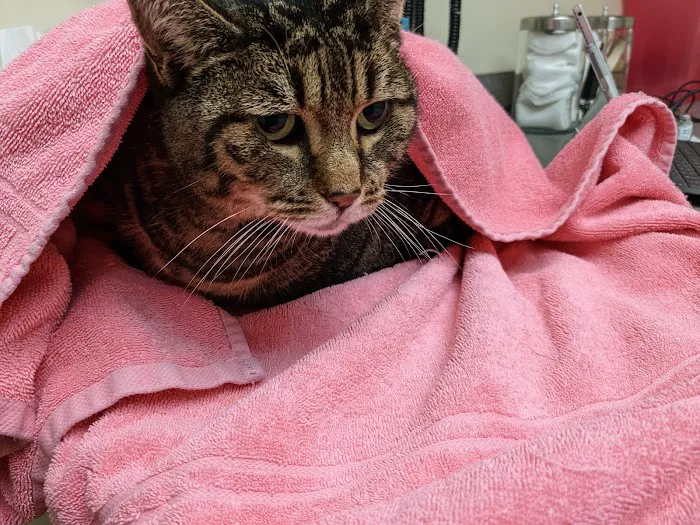 Lums Pond Animal Hospital 12