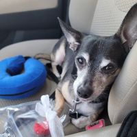 Lums Pond Animal Hospital ico