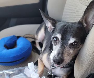 Lums Pond Animal Hospital