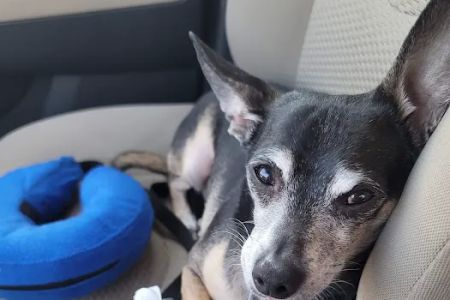 Lums Pond Animal Hospital