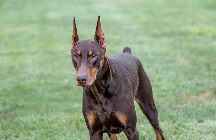 Lums Pond Animal Hospital 12