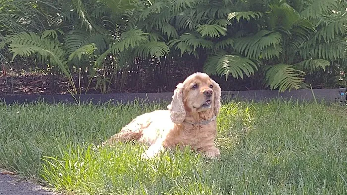 Lums Pond Animal Hospital 12