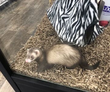 Pet Supermarket