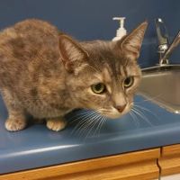 Exeter Veterinary Hospital ico