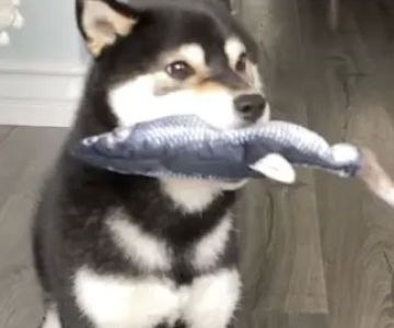 Barkermeow