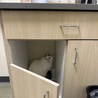 Vetco Total Care Animal Hospital ico