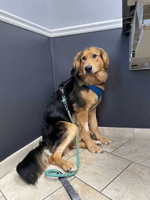 Absecon Veterinary Hospital 12