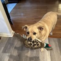 Atlantic County SPCA ico