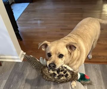 Atlantic County SPCA