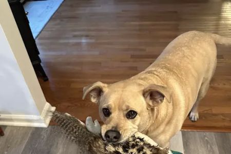 Atlantic County SPCA