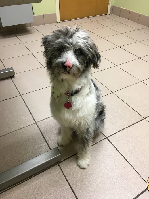 East Oak Animal Hospital 5
