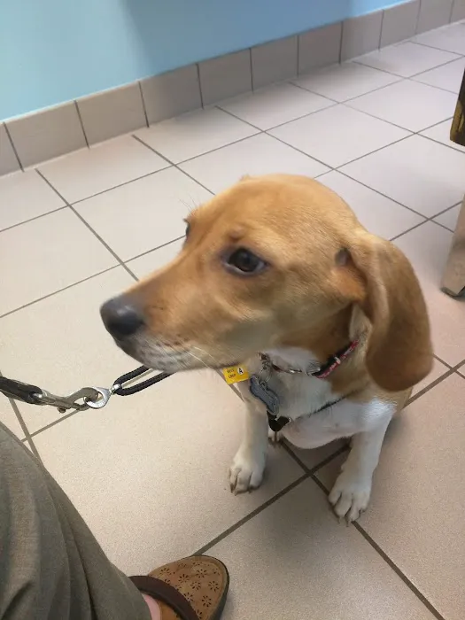 East Oak Animal Hospital 4