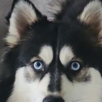 East Oak Animal Hospital ico
