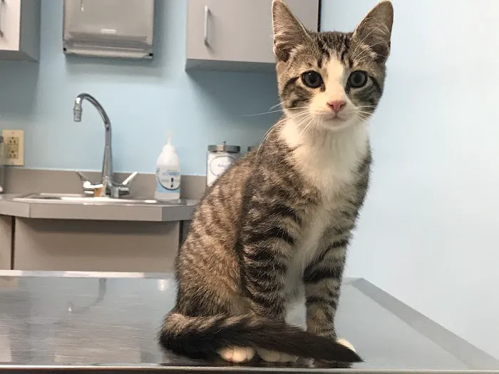 East Oak Animal Hospital 2