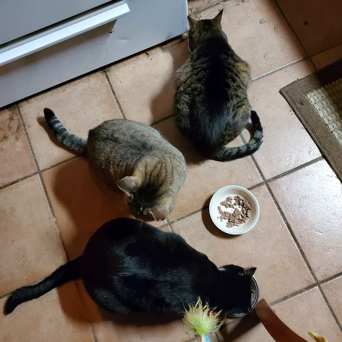 East Oak Animal Hospital 8