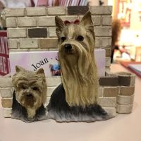 Cumberland Veterinary Hospital ico
