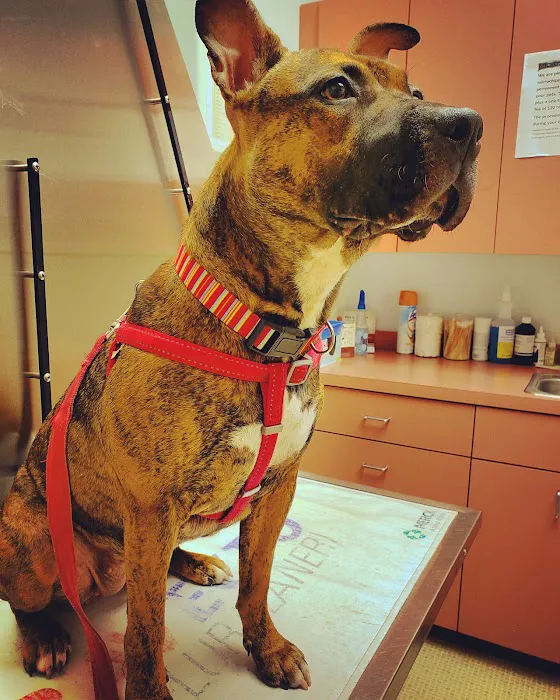 Cumberland Veterinary Hospital 6