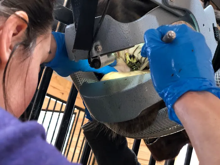 Pinewood Equine 7