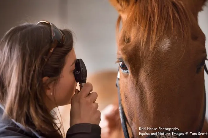 Pinewood Equine 6