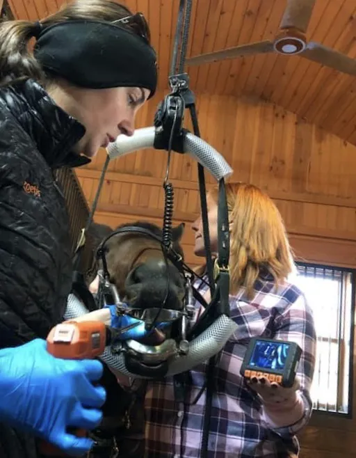 Pinewood Equine 4