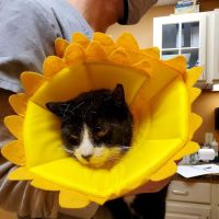 Animal Hospital of Millville ico