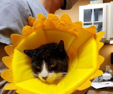 Animal Hospital of Millville